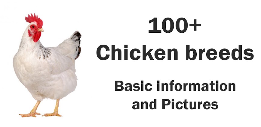 Chicken Breed